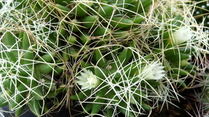 DSC05906Mammillaria decipiens ssp. camptotricha