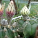 DSC05907Astrophytum