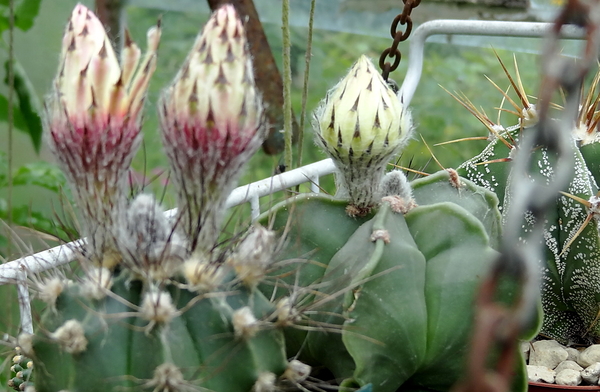 DSC05907Astrophytum