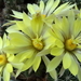 DSC05911Mammillaria sphaerica