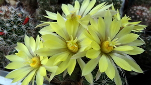 DSC05911Mammillaria sphaerica