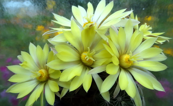 DSC05913Mammillaria sphaerica