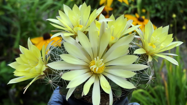 Mammillaria sphaerica