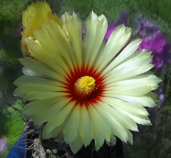 DSC05943Astrophytum capricorne