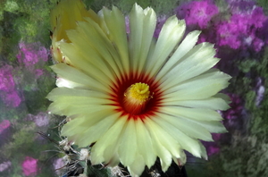 DSC05944Astrophytum capricorne