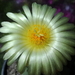 DSC05945Astrophytum myriostigma f. nudum