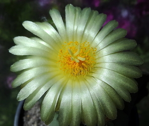 DSC05945Astrophytum myriostigma f. nudum