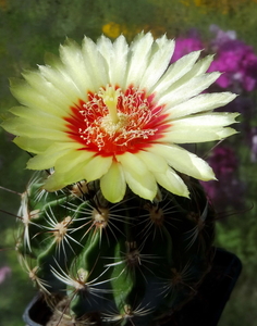 DSC05947Hamatocactus setispinus