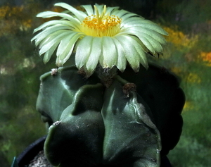 DSC05946Astrophytum myriostigma f. nudum