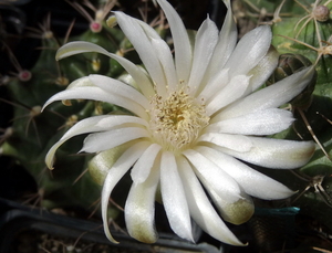 DSC05948Gymnocalycium friedrichii