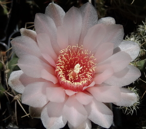 DSC05949Gymnocalycium ritterianum