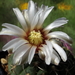 DSC05952Gymnocalycium ochoterenae v. cinereum