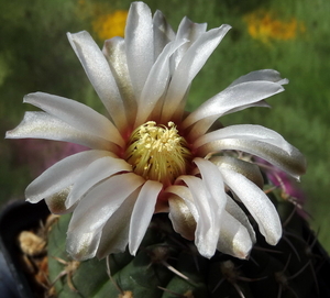 DSC05952Gymnocalycium ochoterenae v. cinereum