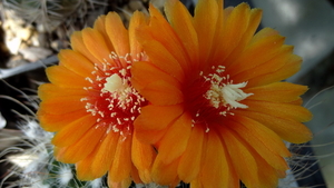 DSC05955Parodia malyana v. rubriflora