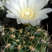 DSC05957Gymnocalycium multiflorum