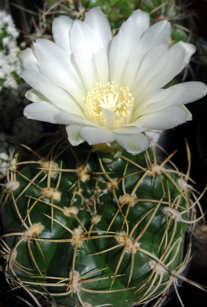 DSC05957Gymnocalycium multiflorum