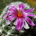 DSC05958Mammillaria boolii