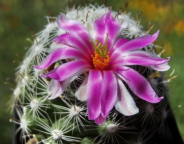 DSC05958Mammillaria boolii