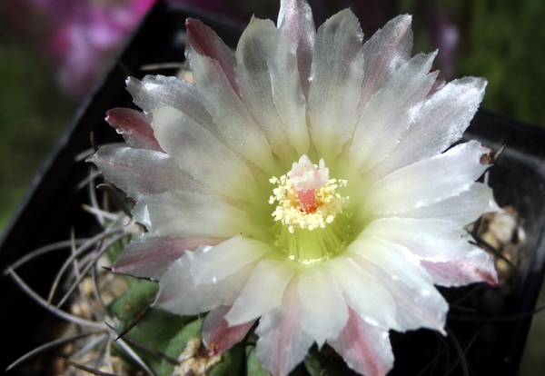 DSC05960Pyrrhocactus hankeanus