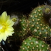 DSC05963Frailea chrysacantha