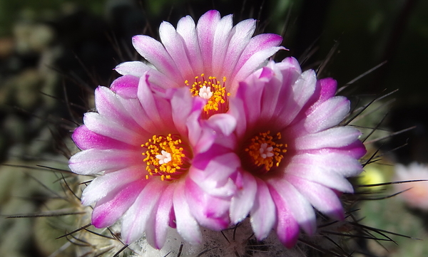 DSC05964Turbinicarpus roseiflorus