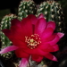 DSC05967Chamaecereus cv. Lincoln Imp