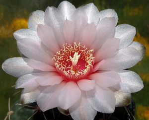 DSC05969Gymnocalycium ritterianum