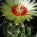 DSC05970Hamatocactus setispinus