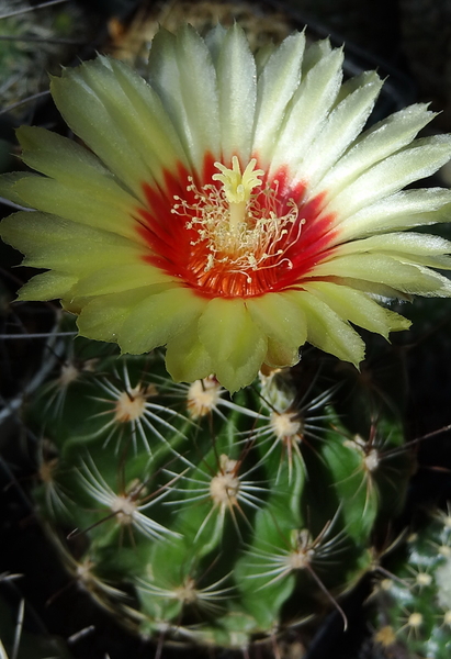 DSC05970Hamatocactus setispinus