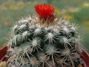 DSC06035Parodia mairanana