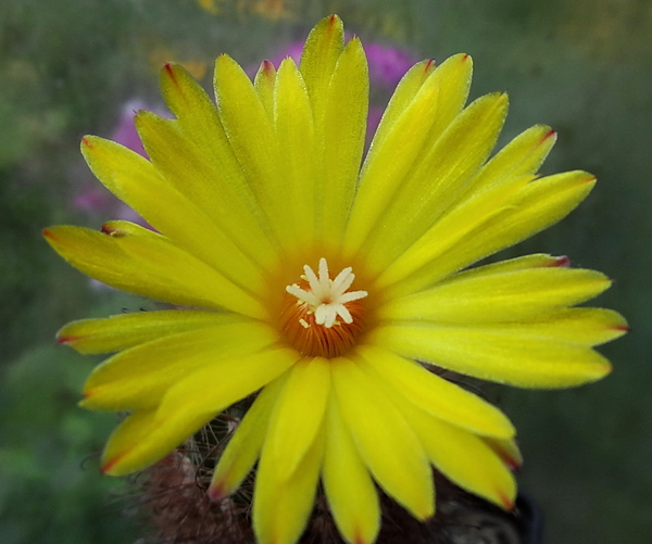 DSC06038Parodia sanagasta