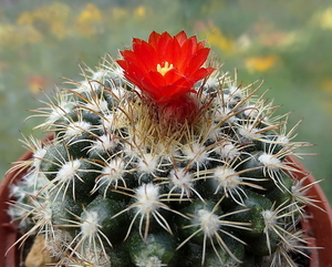 DSC06036Parodia mairanana