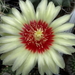 DSC06040Hamatocactus setispinus