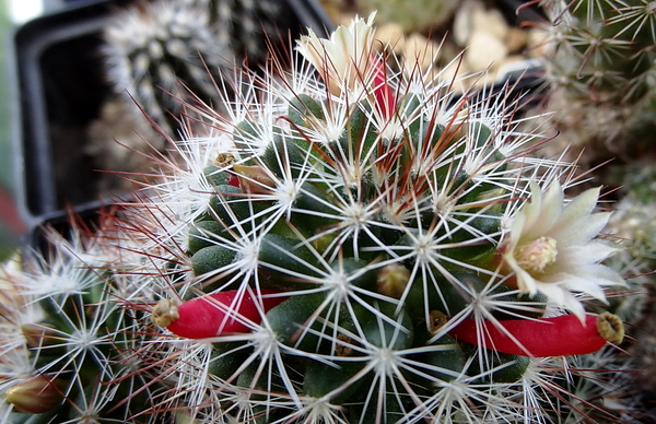 DSC06042Mammillaria marcosii