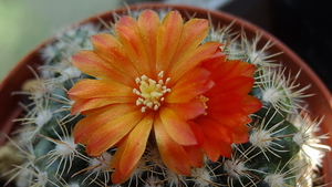 DSC06053Parodia mairanana