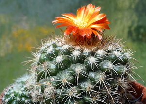 DSC06056Parodia mairanana