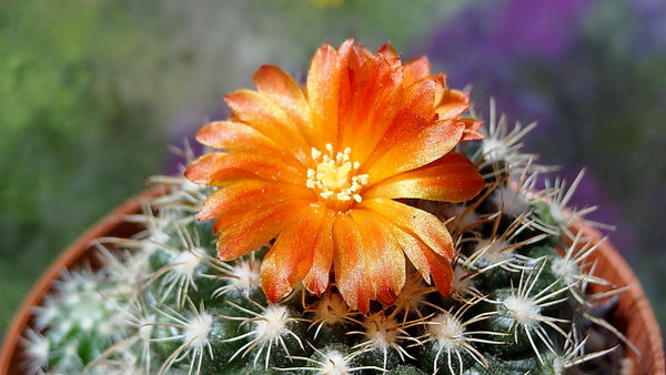 DSC06055Parodia mairanana