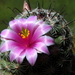 DSC06061Mammillaria grahamii f. oliviae SB1874