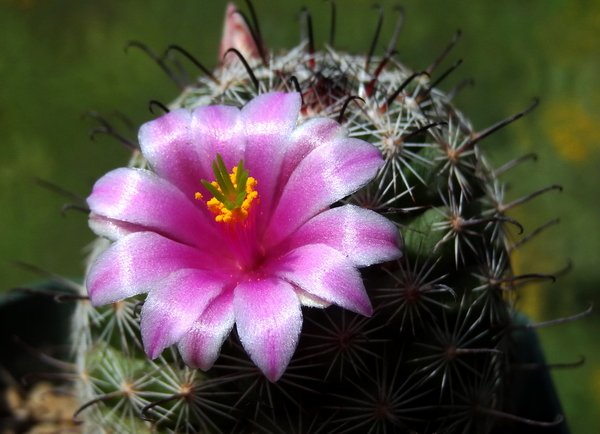 DSC06061Mammillaria grahamii f. oliviae SB1874