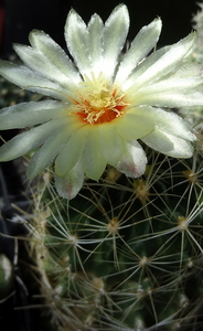 DSC06058Thelocactus setispinus var. setaceus