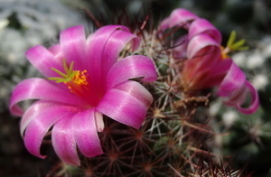 DSC06064Mammillaria mazatlanensis