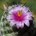 DSC06063Mammillaria grahamii f. oliviae SB1874