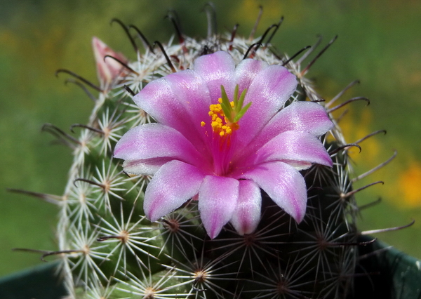 DSC06063Mammillaria grahamii f. oliviae SB1874