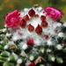 DSC06068Mammillaria polythele cv. Toluca