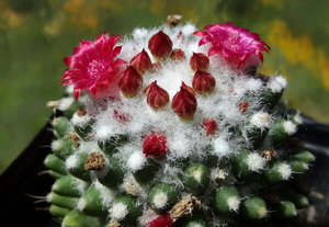 DSC06068Mammillaria polythele cv. Toluca