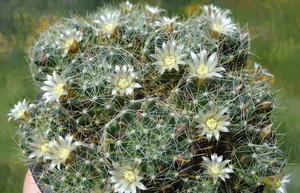 DSC06069Mammillaria wildii