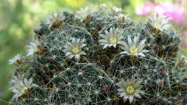 DSC06070Mammillaria wildii