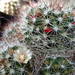 DSC06071Mammillaria marcosii