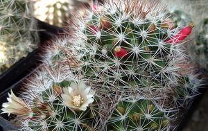 DSC06071Mammillaria marcosii