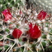 DSC06073Mammillaria polythele